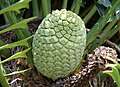 Encephalartos arenarius.jpg