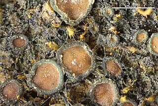 <i>Enchylium limosum</i> Species of lichen