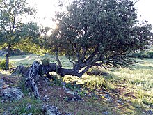 Viejo ejemplar de encina