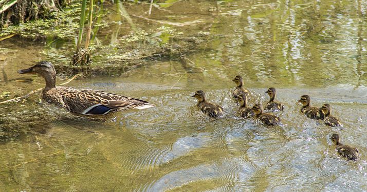 Entenfamilie in den Marchauen