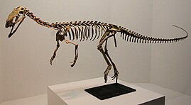 Reconstructed skeletal mount Eodromaeus murphi.jpg