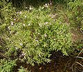 Epilobium hirsutum