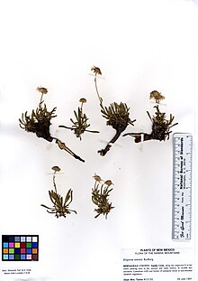 Erigeron vetensis (6295294893) .jpg