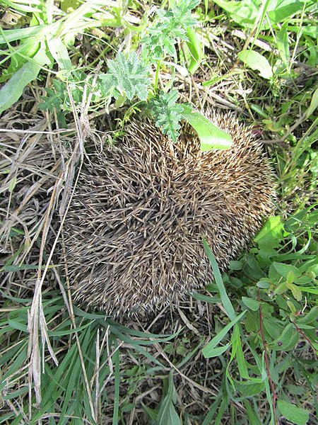 File:Erinaceus europaeus, Lalinačka slatina, Srbija (7).jpg