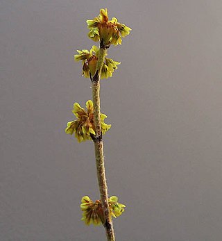 <i>Eriogonum gracile</i> Species of wild buckwheat