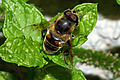 Eristalis tenax