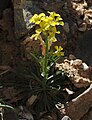 Erysimum raulinii