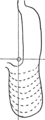 Page 65 ; Français : Figure 15 SCHÉMA DE LA DÉFORMATION DE LA POCHE SOUS-PYLORIQUE; Le pointillé indique la progression de l’ectasie. O. Ombilic;