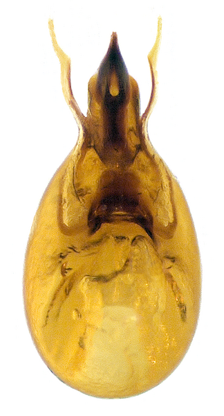 File:Euaesthetus bipunctatus (Ljungh, 1804) Genital.png