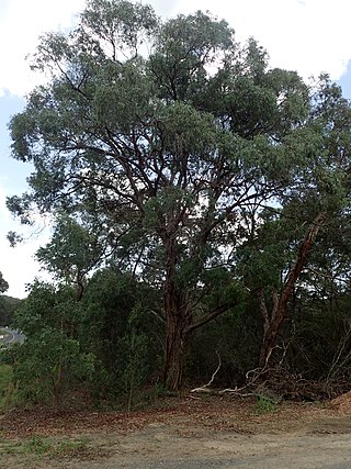 <i>Eucalyptus acaciiformis</i> Species of eucalyptus