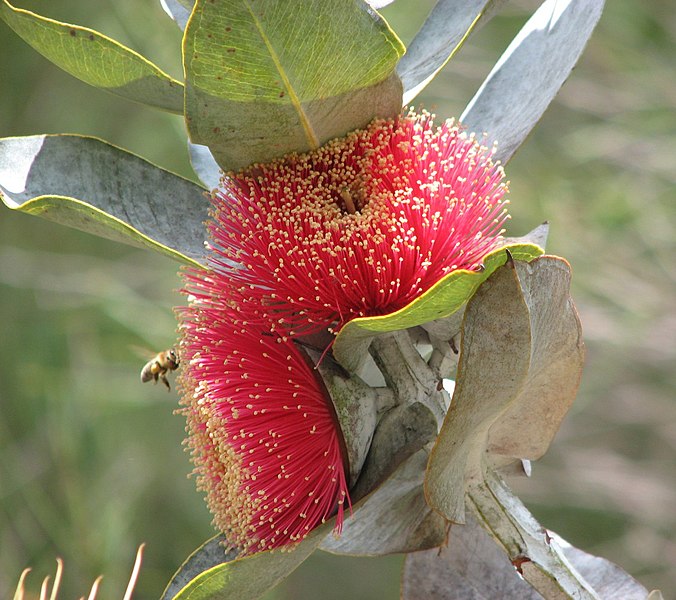 File:Eucalyptus macrocarpa.jpg