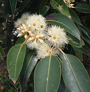 <i>Eucalyptus placita</i> Species of eucalyptus