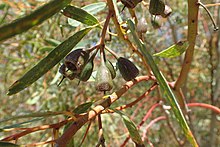 Fruit in Kings Park Eucalyptus sargentii fruit.jpg