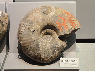 <i>Eupachydiscus</i> Genus of molluscs (fossil)