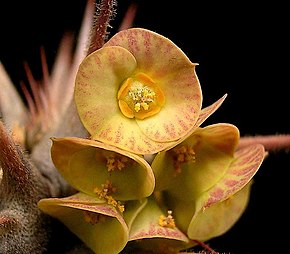 Descrição da imagem Euphorbia hofstaetteri ies.jpg.