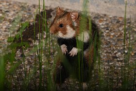 Hamster-europeu, espécie estritamente próxima e similar.