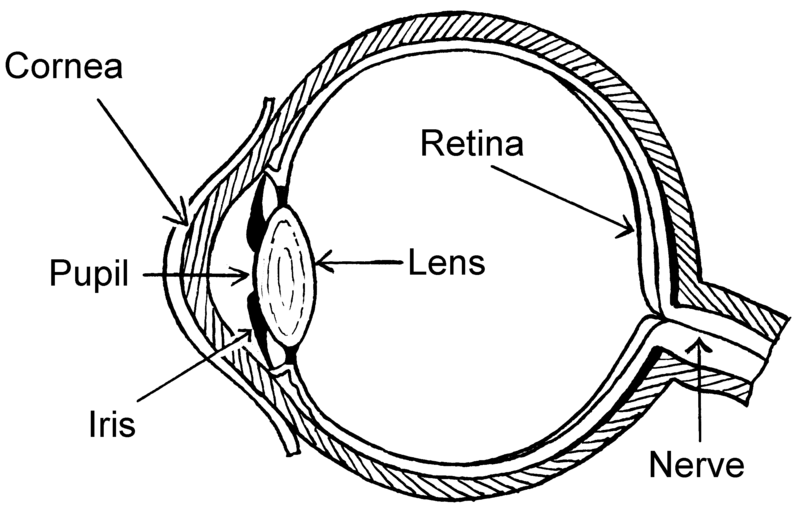 File:Eye (PSF).png