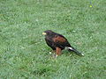 A falconry display taking place at Havenstreet railway station, Isle of Wight, for the Bustival 2012 event, held by Southern Vectis. The falconry display was put on by Haven Falconry who also attended the event allowing visitors to hold the birds.