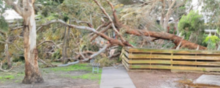 The tree which fell on the year 7 courtyard Fallentree.png