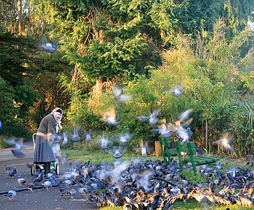 Elderly woman is leaving after feeding pigeons