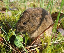 List of mammals of Germany - Wikipedia