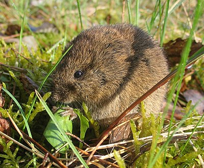 Foto van een Veldmuis