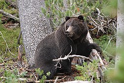 Although bear attacks are rare, they can be fatal. Female Black Grizzly Bear (Ursus arctos horribilis).jpg