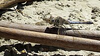 Female Blue Skimmer (15922102205).jpg