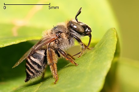 Tetraloniella sp., by Muhammad Mahdi Karim