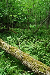 Ferns at Coffey Swamp, Washington Island, Door County, Wisconsin.jpg