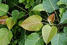 Ficus arnottiana 1906.jpg