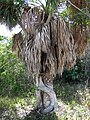Ficus aurea (Florida strangler fig) (Sanibel Island, Florida, USA) 15 (25577684786).jpg