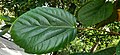 Ficus auriculata leaf.jpg