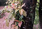 Ficus lacor 02.jpg