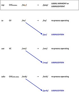 Labialization secondary articulatory feature of sounds in some languages