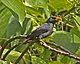 Finch-billed Myna (Scissirostrum dubium).jpg