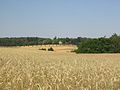 Landscape between / Flachwellige Landschaft zwischen Preußnitz and Belzig