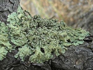 <i>Flavopunctelia soredica</i> Species of lichen