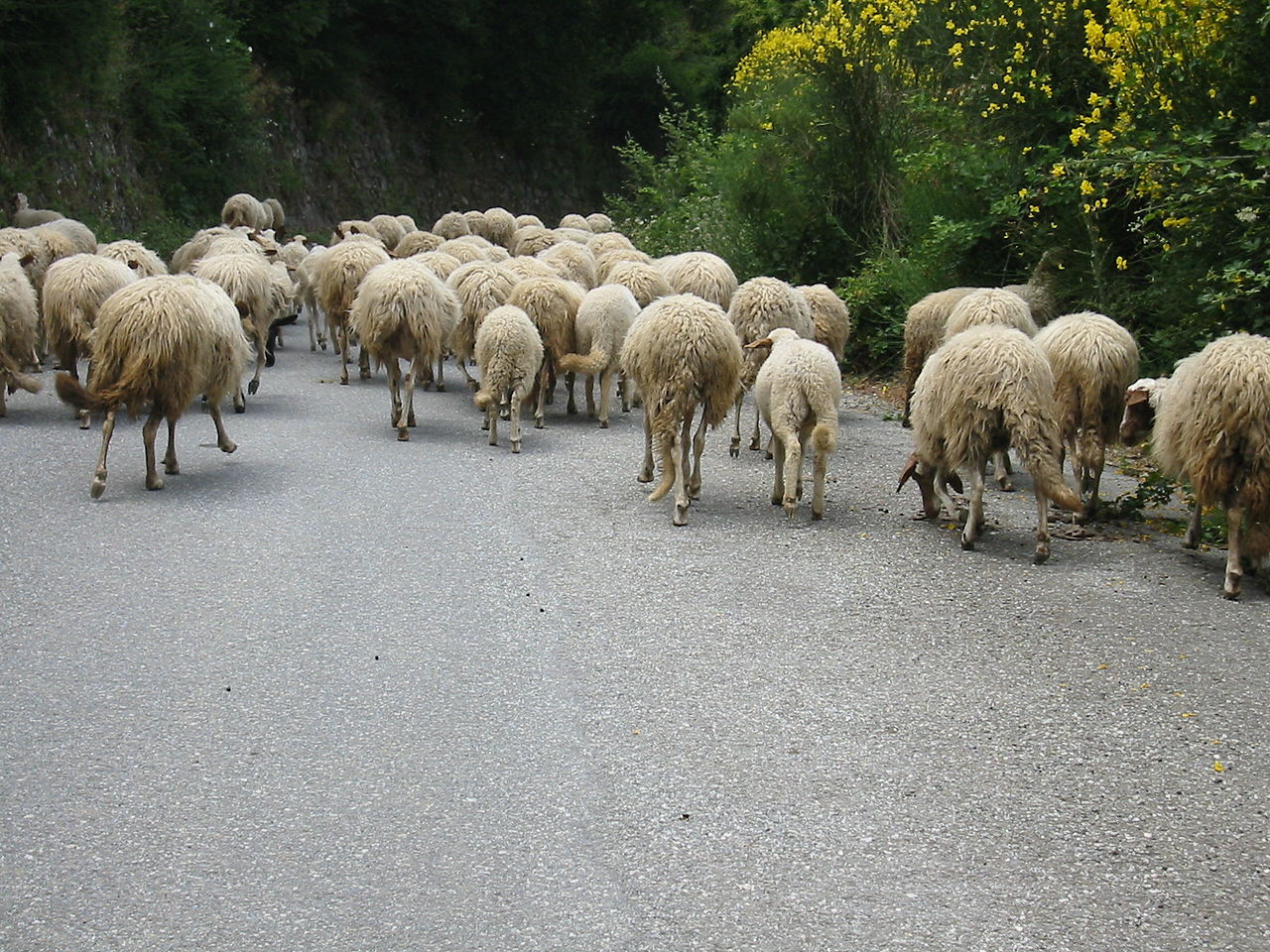 Flock of Sheep near Roghudi Vecchio - Province of Reggio Calabria, Italy - June 2004.jpg
