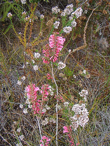 File:Flora of the Labillardiere Peninsula (13), Bruny Island.jpg