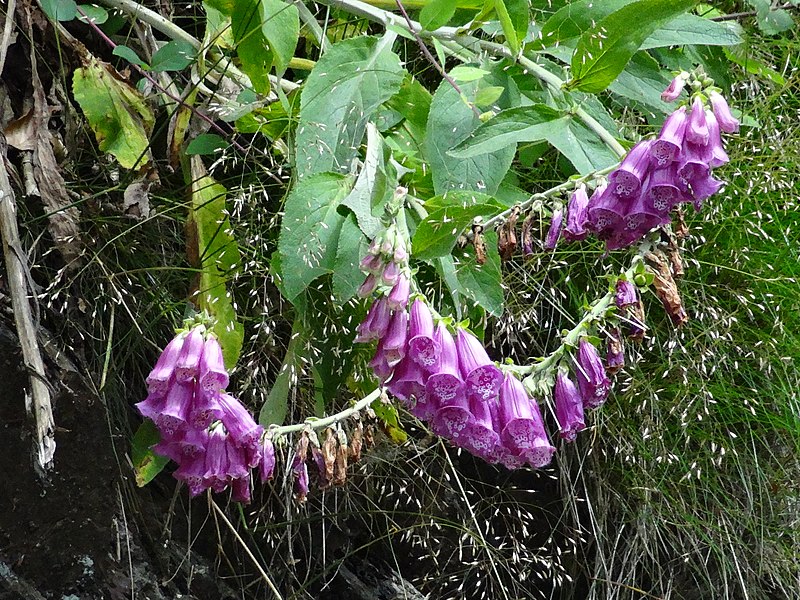 File:Florales púrpura.JPG