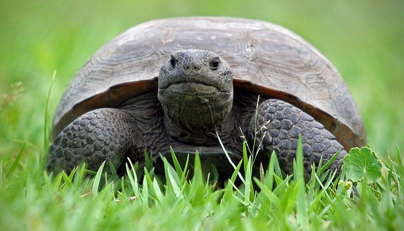 File:Florida Gopher Tortoise.jpg