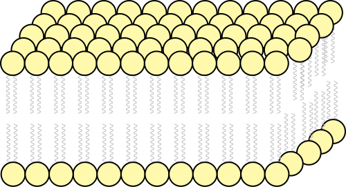 File:Fluid Mosaic.svg