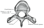 Miniatura para Foramen vertebral