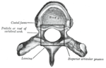 Miniatura per Forat vertebral