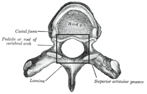 Foramenvertebrale.png