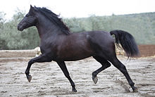 Un cheval noir de profil dans un paddock en sable trotte très fort avec une action des membres très prononcée.