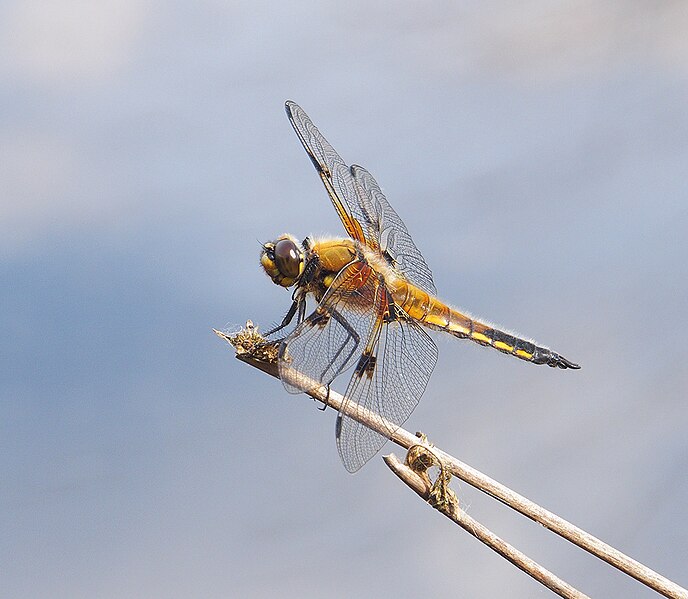 File:Four-spotted chaser.jpg