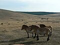 Divlji konji Prževalskog u Nacionalnom parku Lozère Causse Méjean