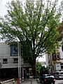 Frankfurt Bockenheim Baum am Eingang zur Kinderkrippe Regenbogen